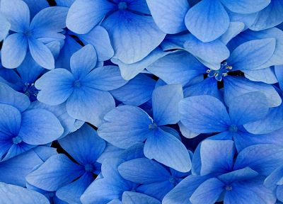 nature, flowers, blossoms, hydrangea, blue flowers - desktop wallpaper