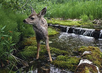 nature, animals - random desktop wallpaper