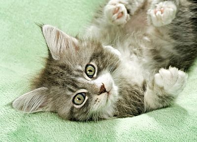 cats, kittens - duplicate desktop wallpaper