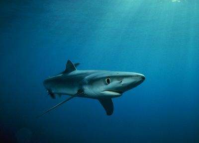 sharks - random desktop wallpaper