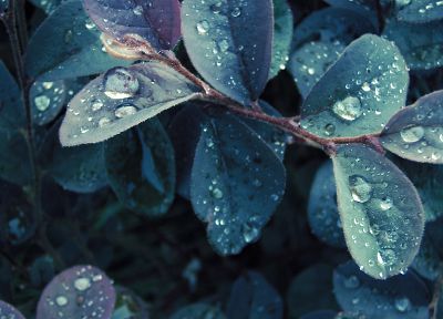nature, leaves, plants, water drops - random desktop wallpaper