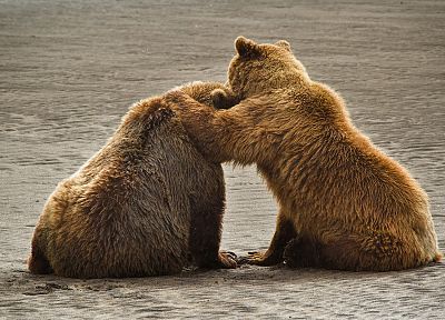 Alaska, grizzly bears, bears, National Park - duplicate desktop wallpaper