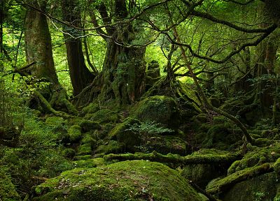 nature, trees, forests, moss - related desktop wallpaper