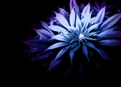 marijuana, monochrome - duplicate desktop wallpaper