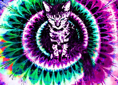 cats, fractals, trippy - desktop wallpaper