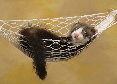 animals, sleeping, hammock, ferret - related desktop wallpaper