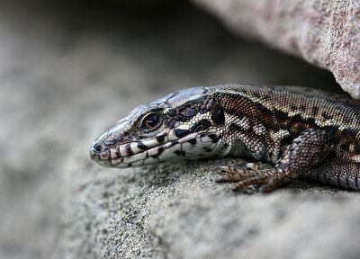 lizards, reptiles - duplicate desktop wallpaper