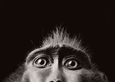 monkeys - duplicate desktop wallpaper