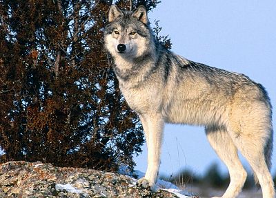 animals, gray, wildlife, wolves - related desktop wallpaper