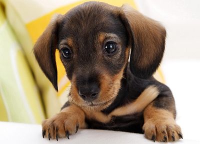 animals, dogs, puppies, dachshund - related desktop wallpaper