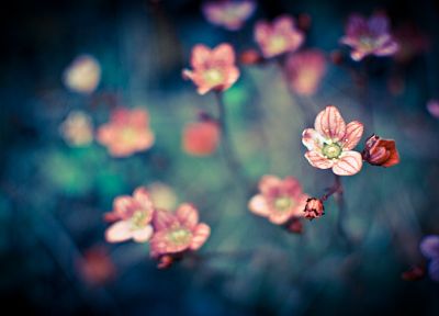 nature, flowers, macro - duplicate desktop wallpaper