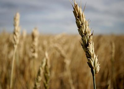 nature, fields, wheat, macro, depth of field - random desktop wallpaper