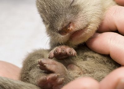 otters, baby animals - related desktop wallpaper
