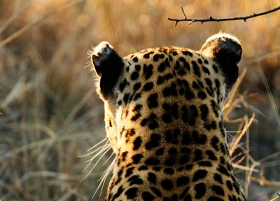 animals, wildlife, panthers, leopards - related desktop wallpaper