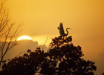 sunset, trees, birds, Florida, storks, Everglades - desktop wallpaper