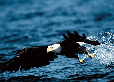 water, birds, eagles, bald eagles - desktop wallpaper