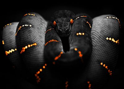 snakes, reptiles - random desktop wallpaper