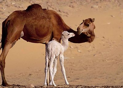 camels - related desktop wallpaper