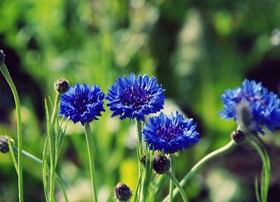 nature, flowers, macro, depth of field, cornflowers, blue flowers - related desktop wallpaper