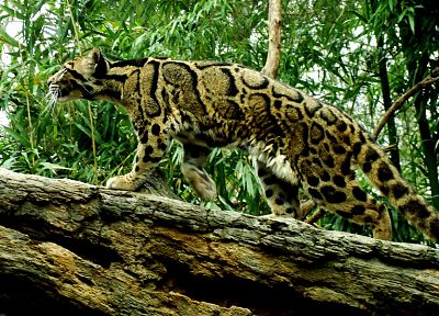 feline, clouded leopards - duplicate desktop wallpaper