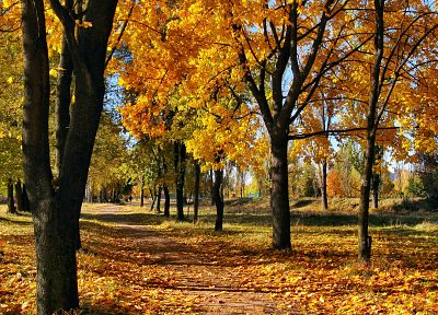 trees, autumn - random desktop wallpaper