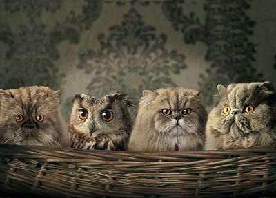 artistic, cats, animals, owls - random desktop wallpaper