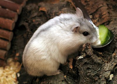 animals, hamsters - duplicate desktop wallpaper
