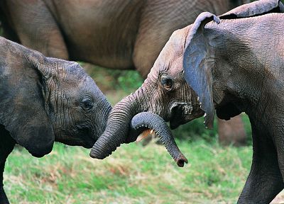 animals, elephants, baby elephant, baby animals - desktop wallpaper