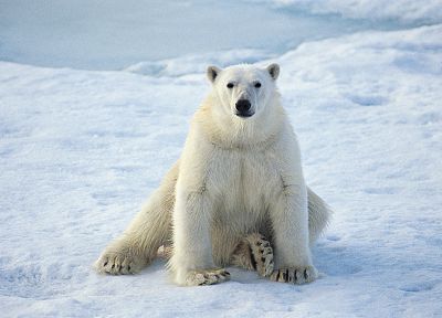 snow, animals, polar bears - random desktop wallpaper