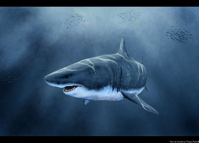 sharks - random desktop wallpaper