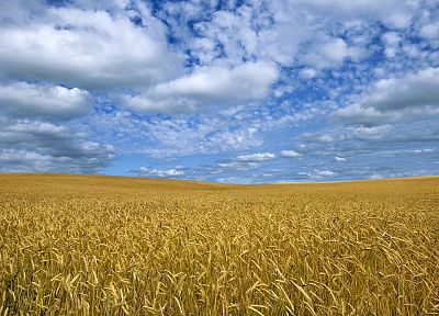fields, golden, Michigan - desktop wallpaper