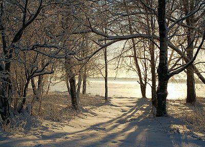 trees, snow landscapes - related desktop wallpaper