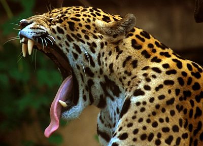 animals, jaguars - random desktop wallpaper