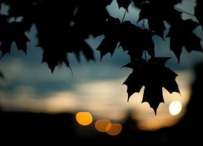 nature, leaves, silhouettes, bokeh, shade - related desktop wallpaper
