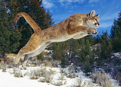 animals, jumping, puma, cougars, mountain lions - related desktop wallpaper