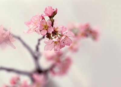 nature, cherry blossoms, flowers, blossoms - desktop wallpaper