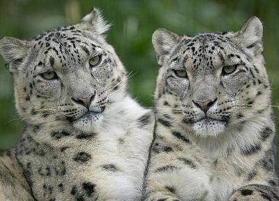snow leopards - random desktop wallpaper