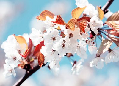 cherry blossoms, macro - random desktop wallpaper