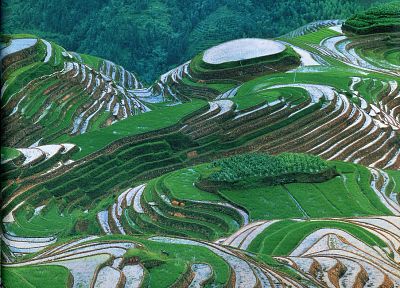 landscapes, rice - desktop wallpaper