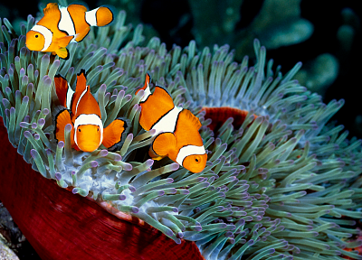 fish, clownfish, underwater - desktop wallpaper