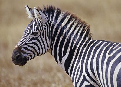 wildlife, zebras, Africa, Wild Africa - random desktop wallpaper