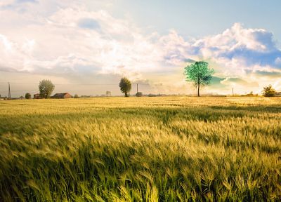 clouds, nature, fields, outdoors, plants - desktop wallpaper