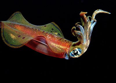 Cephalopod, sepias - desktop wallpaper