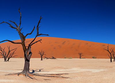 landscapes, trees, deserts - duplicate desktop wallpaper