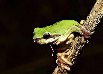 women, frogs, branches, amphibians - desktop wallpaper