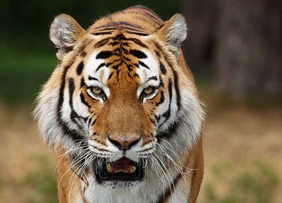 nature, animals, tigers - random desktop wallpaper
