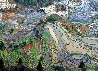 rice, ricefields - random desktop wallpaper