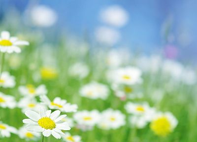 nature, flowers, daisy - desktop wallpaper