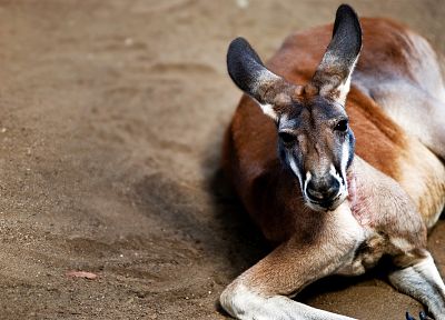 animals, kangaroos - duplicate desktop wallpaper