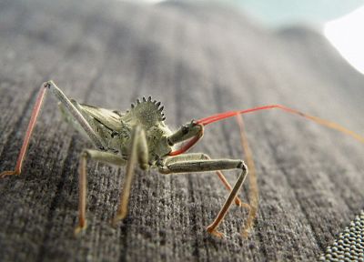 insects, macro, depth of field - random desktop wallpaper